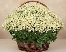 Цветочная композиция из Ромашки в корзине #REPLACE_PRED# Брусянский