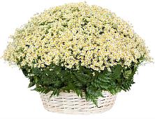Цветочная композиция из Ромашки в корзине #REPLACE_PRED# Брусянский